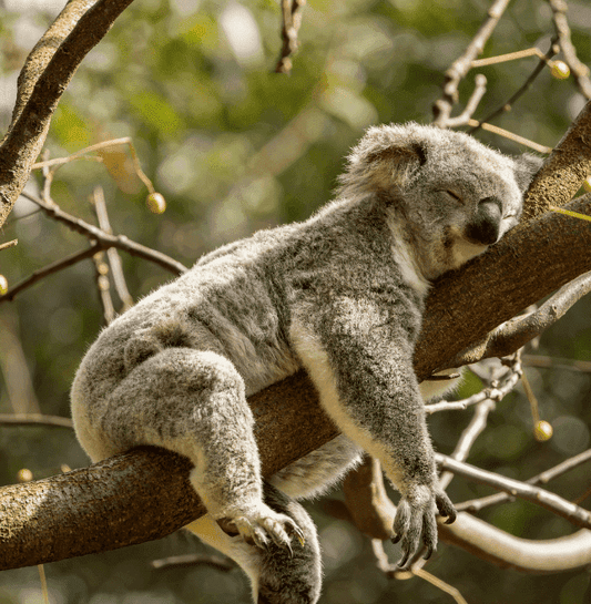 Why is Sleep Important? Six Reasons to Make It a Priority - CPAP Direct